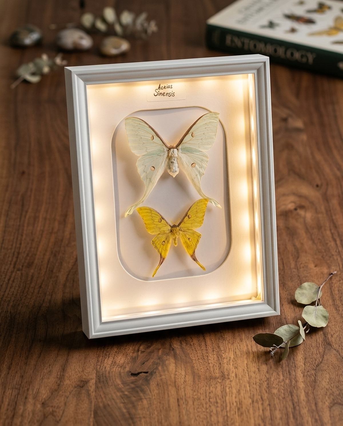 Pár Actias Sinensis